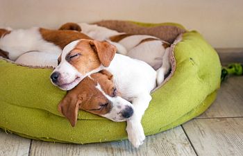 Book Ultimate Puppy Bundle