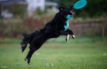 Book Training - GROUP CLASS - Dynamic Dog Sports Class