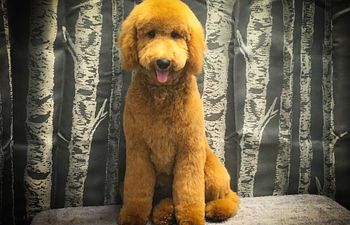 Book GROOMING: Doods n' Poods (Curly Coats) - 3 - *LARGE DOG* (35_to_49lbs) - $130+ (SHAVE INCLUDED)