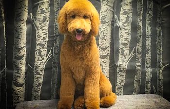 Book GROOMING: Doods n' Poods (Curly Coats) - 3 - *LARGE DOG* (35_to_49lbs) - $130+ (FULL HAIRCUT INCLUDED)