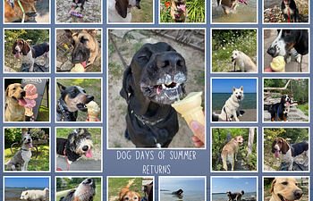 Book Dog Days of Summer Daycare Package