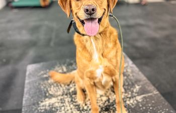 Book Dog Training Evaluation at Canine Country