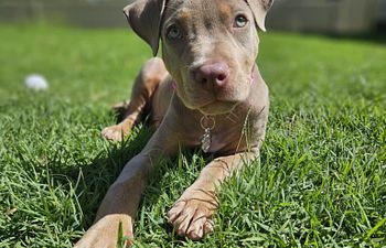 Book Puppy School