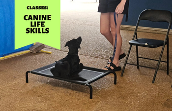 Book Canine Life Skills Group Class - New Students