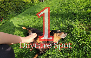 Book (1) Daycare for one dog