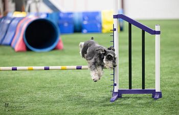 Book Agility 4 Mon 5/5 @ 5:15pm with Izzy