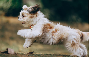 Book Puppy: Sports 4 (5 Week)