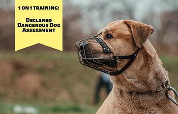 Book Declared Dangerous Dog Assessment