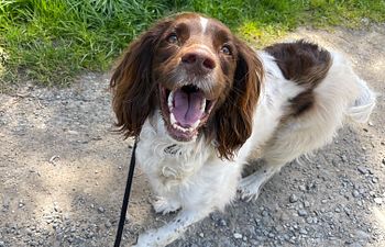 Book Assessment Day - Pawsitive Steps Academy 