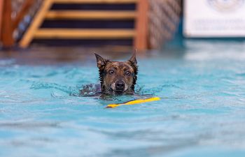 Book 3 Hour Private Pool Rental (Up to 6 Dogs)