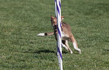Book AT26 Agility Ongoing Coursework - Waitlist Only