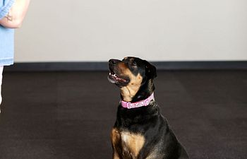 Book STEP 1 - Therapy Dog Consultation