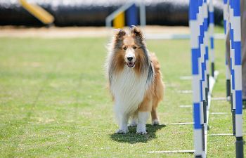 Book AT101 Agility Private Training Lesson