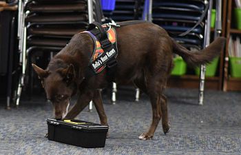 Book NT103 Nose Work Placement Test