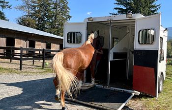 Book 90-minute Remote Horse Behaviour Consult $325.00 CDN