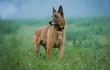 Book Overnight Boarding