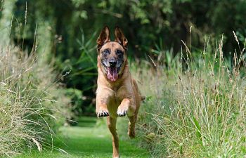 Book CT206 Companion Dog 4