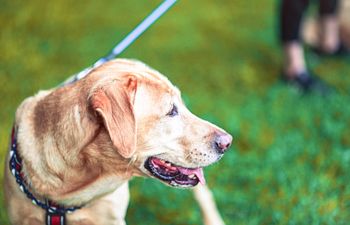 Book Consulting & Professional Support-Foundation 