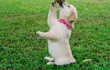 Book Puppy Start Right Virtual Group Class