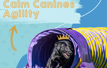 Book Calm Canines Agility - Bronze Bounders