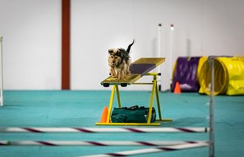 Book 2 Runs Same Dog 16 inches Agility Run Through $16.00