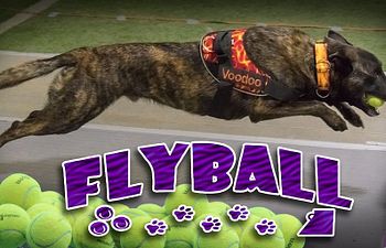 Book M. Flyball Class