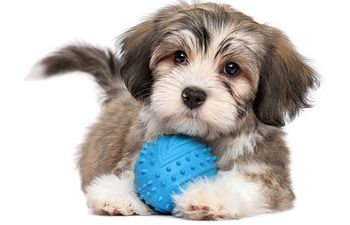 Book Young Dog  Class