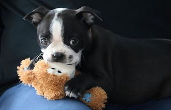 Book Private Coaching: Preparing for Fido (Virtual)