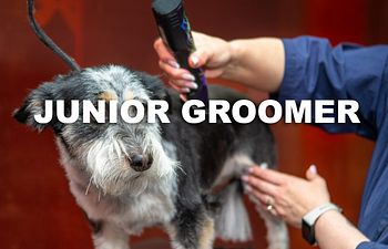 Book GROOMING: Shave & A Haircut - Junior Groomer (Medium to Long Coats) - 3 - *LARGE DOG* (35_to_49bs) - $85+ (SHAVE INCLUDED)