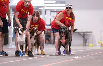 Book Flyball Team Practice