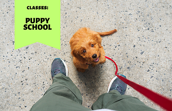 Book Puppy School