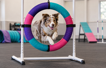 Book Fun with Agility 
