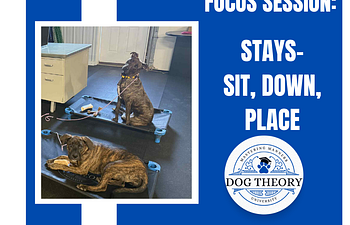 Book Focus Session: Stays- Sit, Down, Place