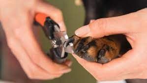 Book Grooming: TOE NAIL TRIM