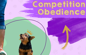 Book Competition Obedience - Building Blocks