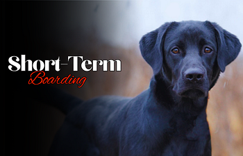 Book Overnight Boarding Short Term