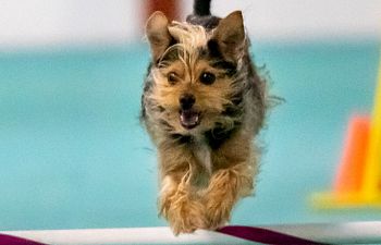 Book 2 Runs, Same Dog 12 inches, Agility Run Through $16.00