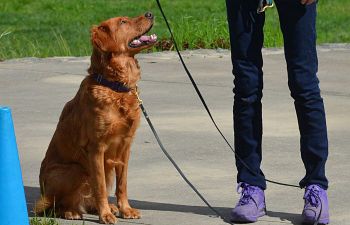 Book CT103 Placement Test - Companion Dog