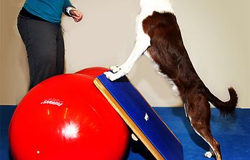 Book Canine Fitness Building Blocks - Part 2