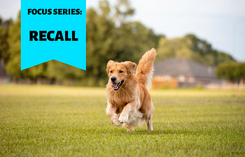 Book FOCUS SERIES: Recall