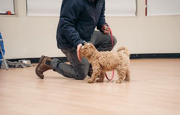 Book Life Skills for Dogs: Beginner
