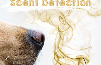 Book Scent Detection - Novice / Open