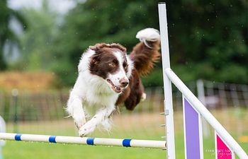 Book Intro to Agility for Reactive Dogs