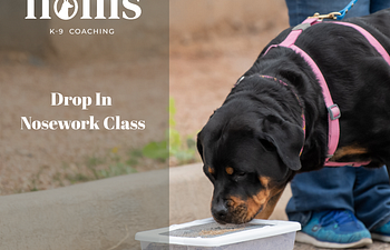 Book Nosework Drop In Group Classes