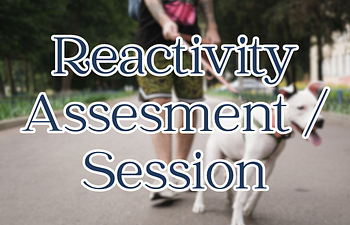 Book Reactivity Class Assessment or  Day Training Session @ Facility