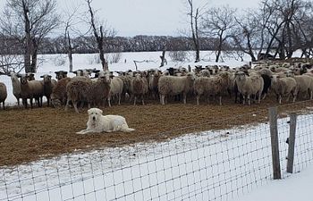 Book LGD Initial Consult