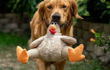 Book Private Coaching: Training Session (Virtual)