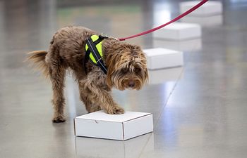 Book Nosework: Intro to Odor and Searching