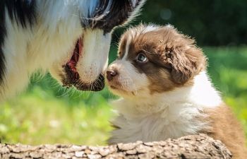 Book Puppy Socialization Class