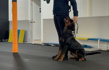 Book Canine Good Citizen and Beyond